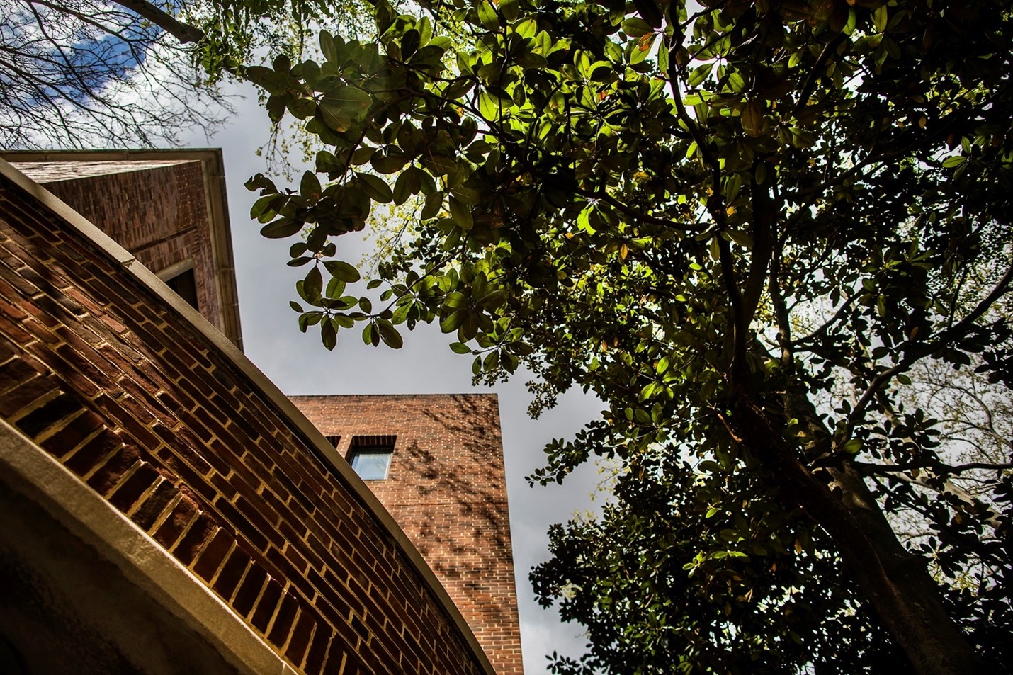 A magnolia arching over campus at Steinberg-Dietrich Hall