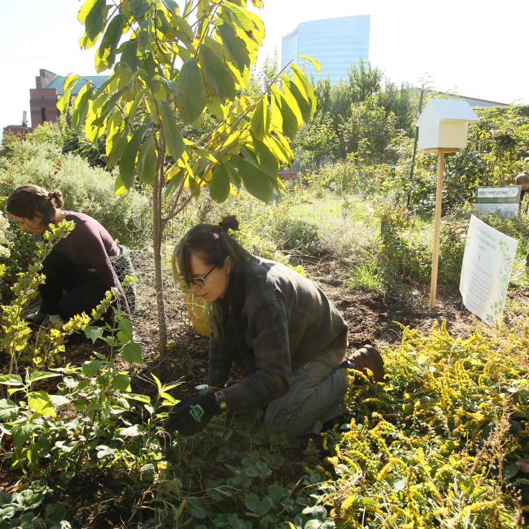 a group of students are doing landscaping work in a field of shrubbery and small trees. A sign in the background says "Penn Park Orchard."