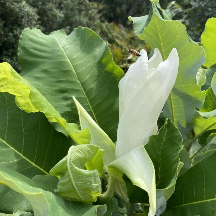 magnolia blossom