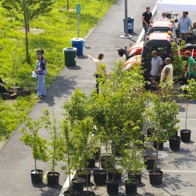 trees available to staff and faculty