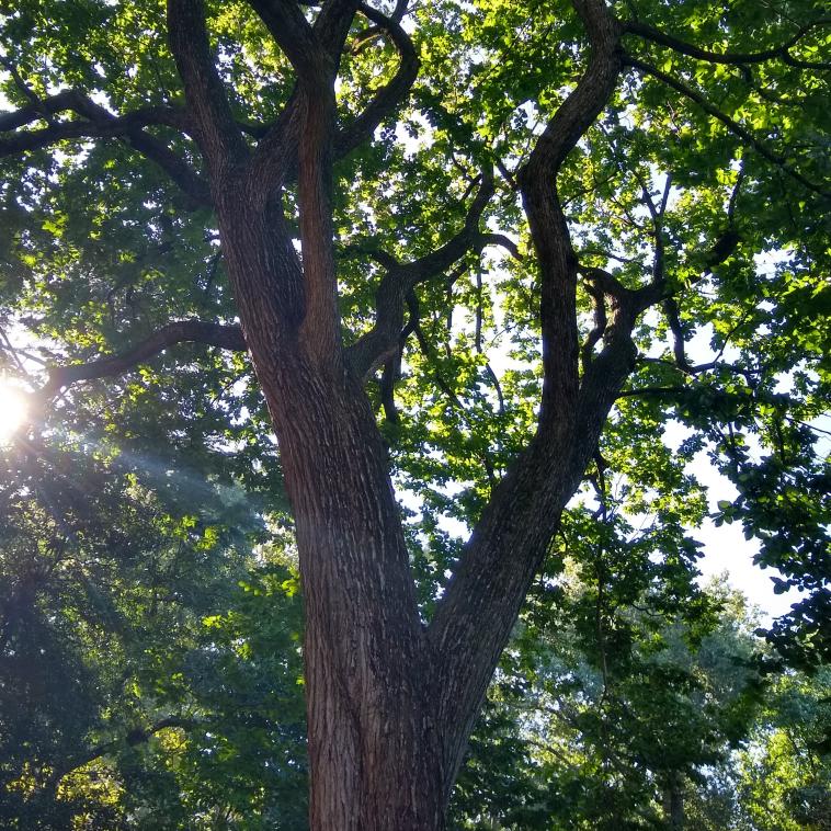 An American elm in Kaskey Memorial Park at the University of Pennsylvania