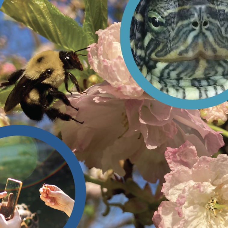 BioBlitz animals