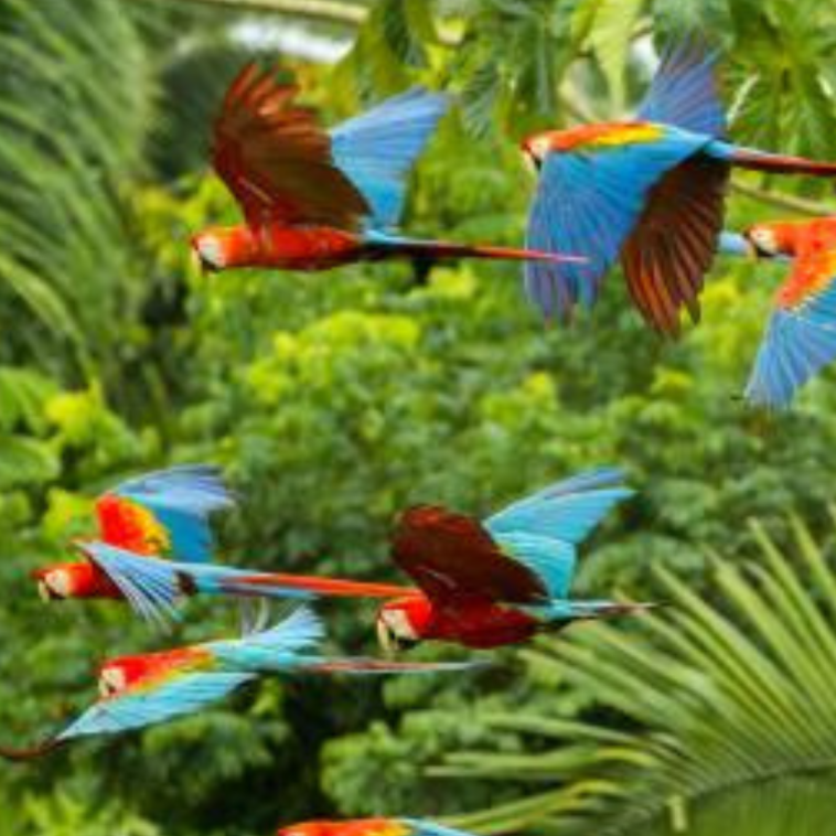 Parrots Flying