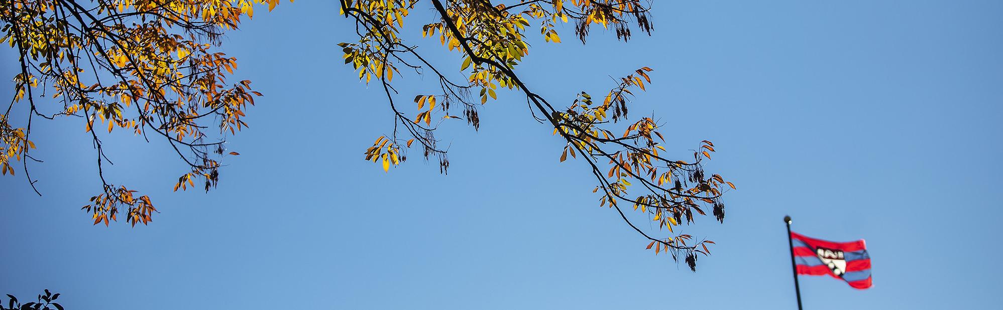 Tree with Penn flag