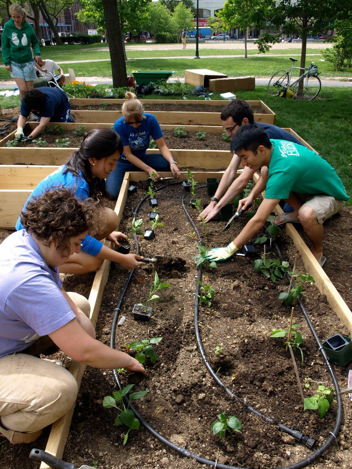 People planting in a raised bed