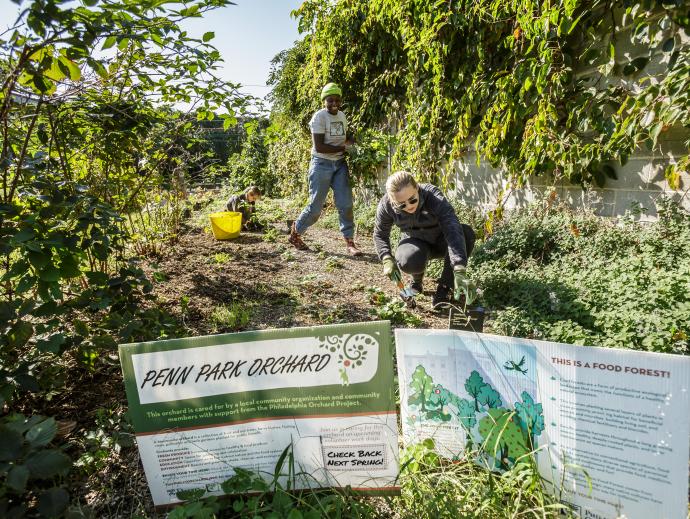 People working in an orchard