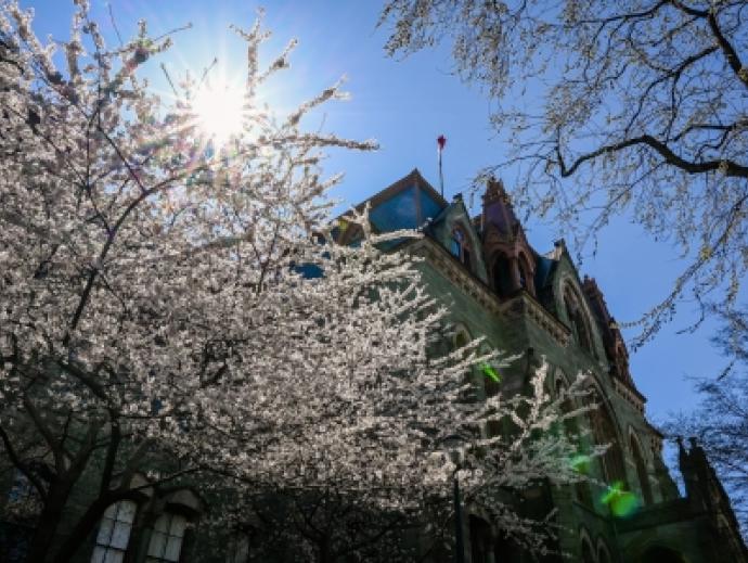 Sun shining through a tree in front of college hall