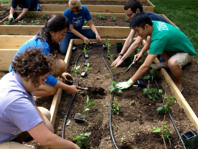 People planting in a raised bed