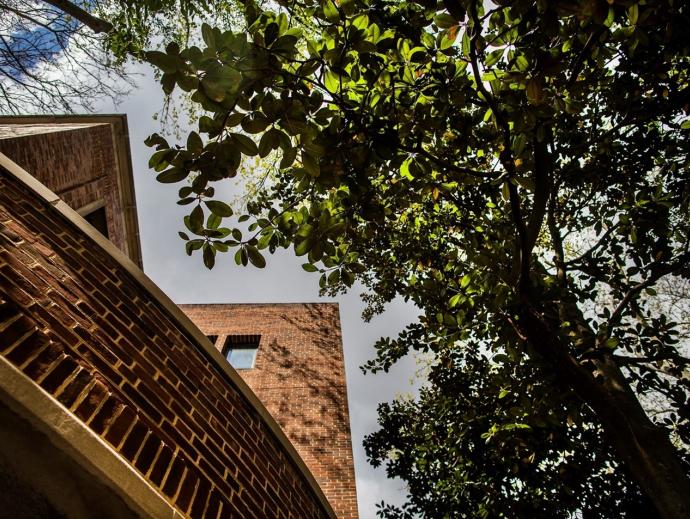 A magnolia arching over campus at Steinberg-Dietrich Hall