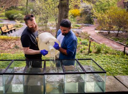 Two men pour a liquid into an aquarium in outdoor natural environment