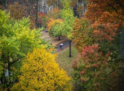 Person walking with an umbrella surrounded by foliage, aerial view