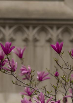 Pink flowers on a tree