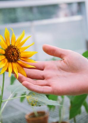 Hand touching a sunflower