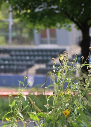 Yellow bird perched on plant in Penn Park