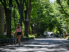 Woman walking bike down concourse under tree canopy